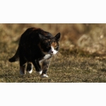 Tuffy DSC04691 (1).jpg